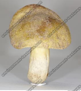 Photo Texture of Mushroom 0005